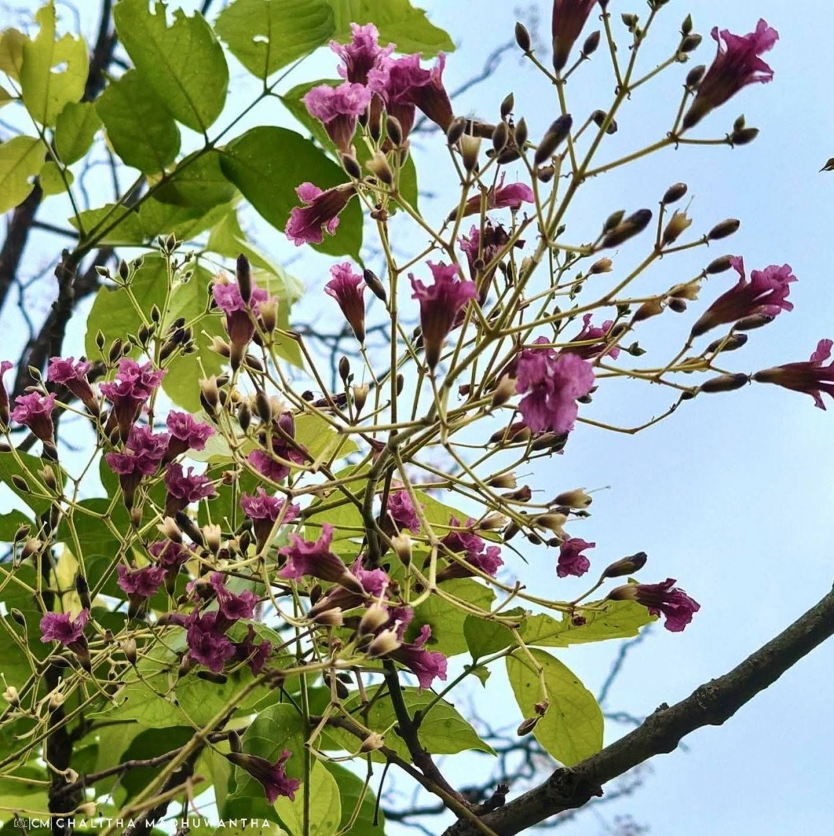Stereospermum chelonoides (L.f.) DC.