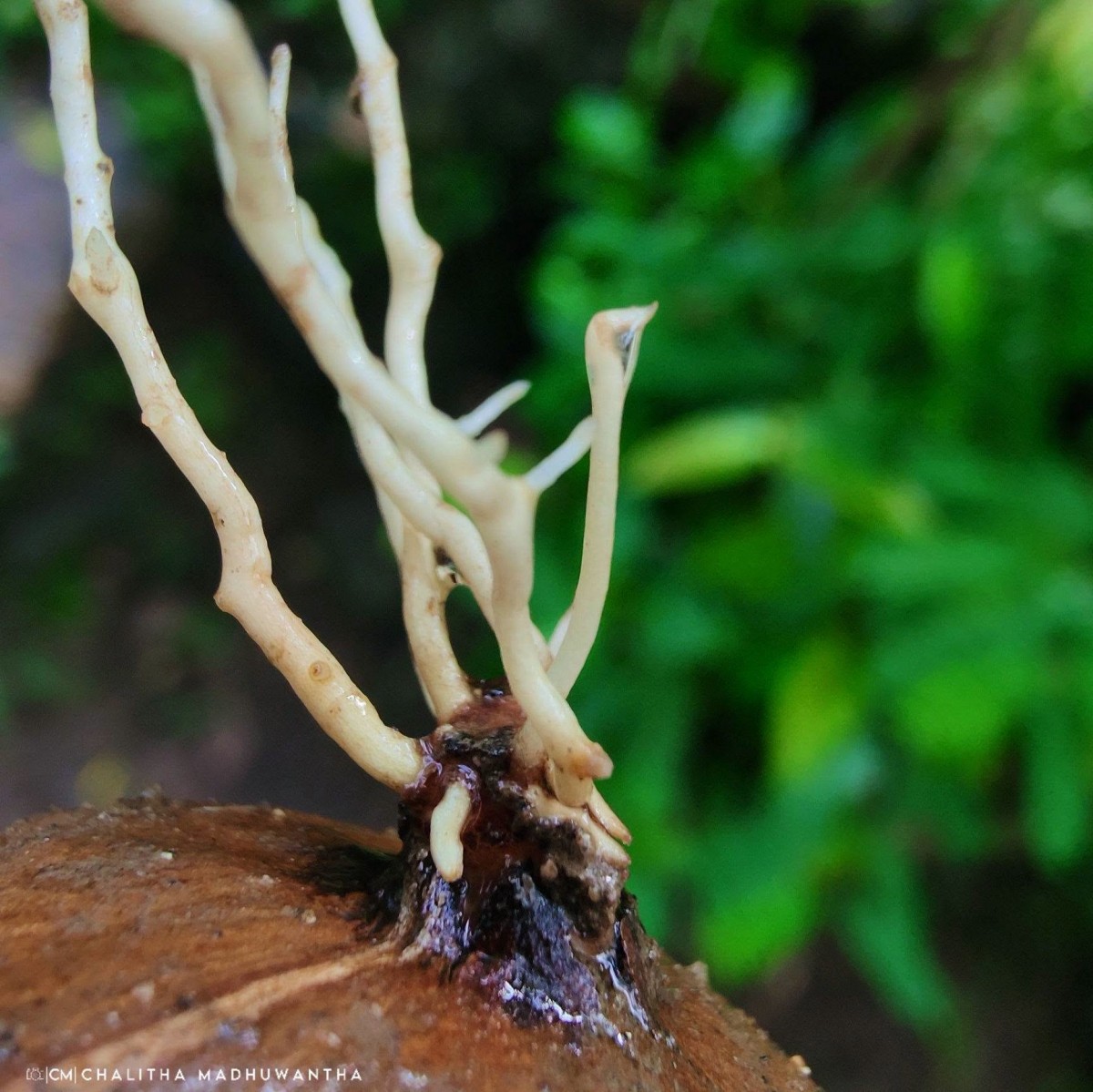Xylocarpus rumphii (Kostel.) Mabb.