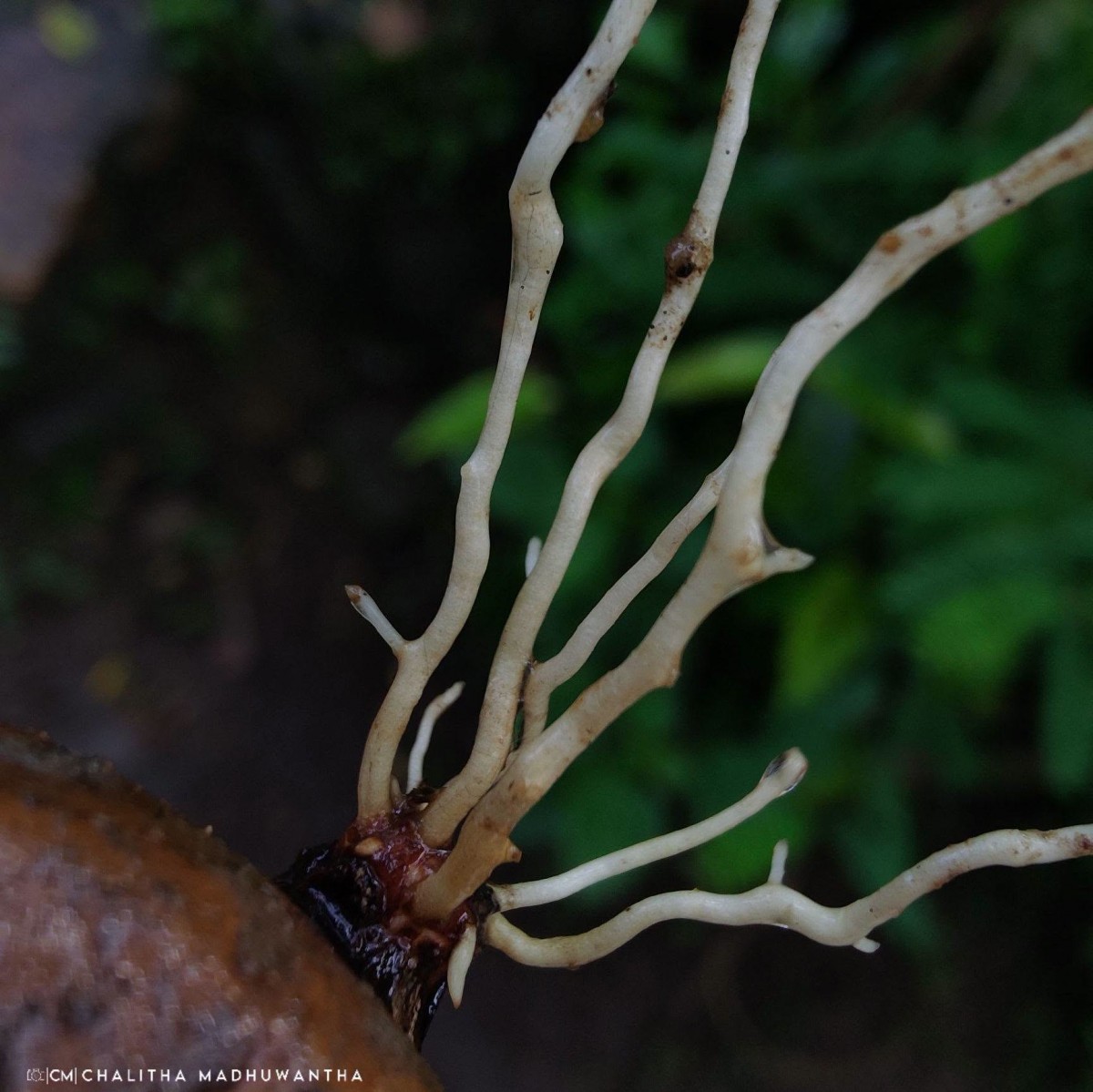 Xylocarpus rumphii (Kostel.) Mabb.