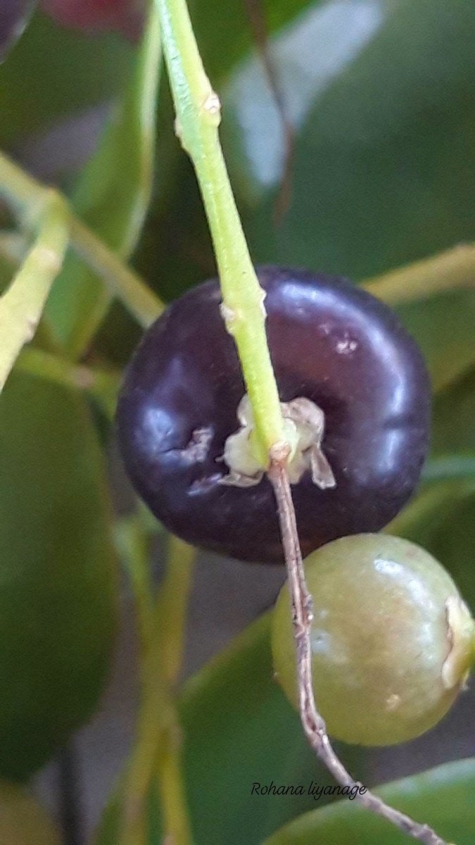 Salvadora persica L.