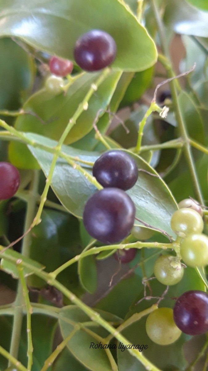 Salvadora persica L.