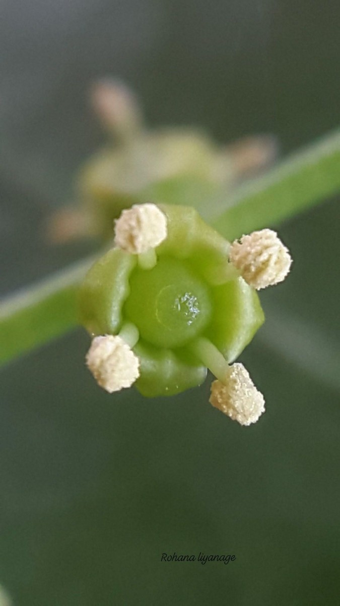 Salvadora persica L.
