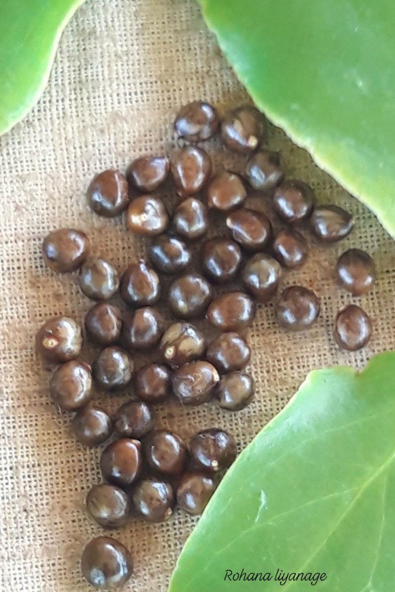 Salvadora persica L.