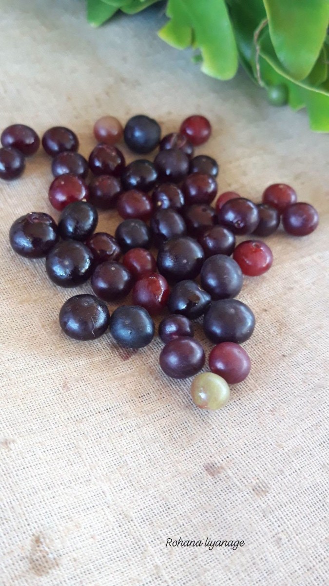 Salvadora persica L.