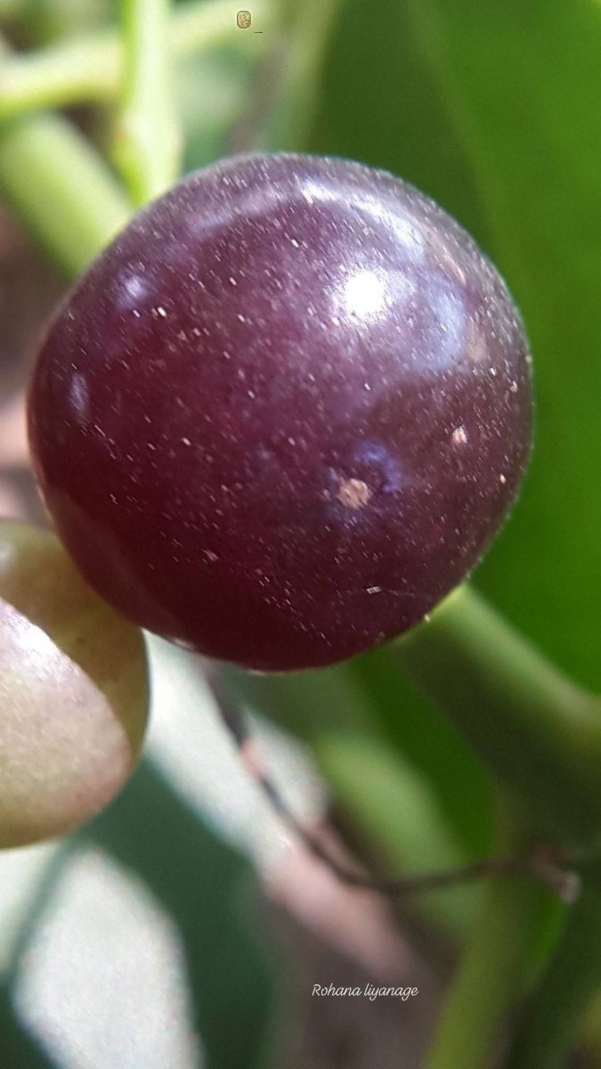 Salvadora persica L.