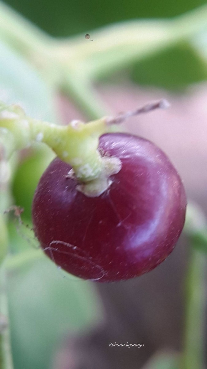 Salvadora persica L.