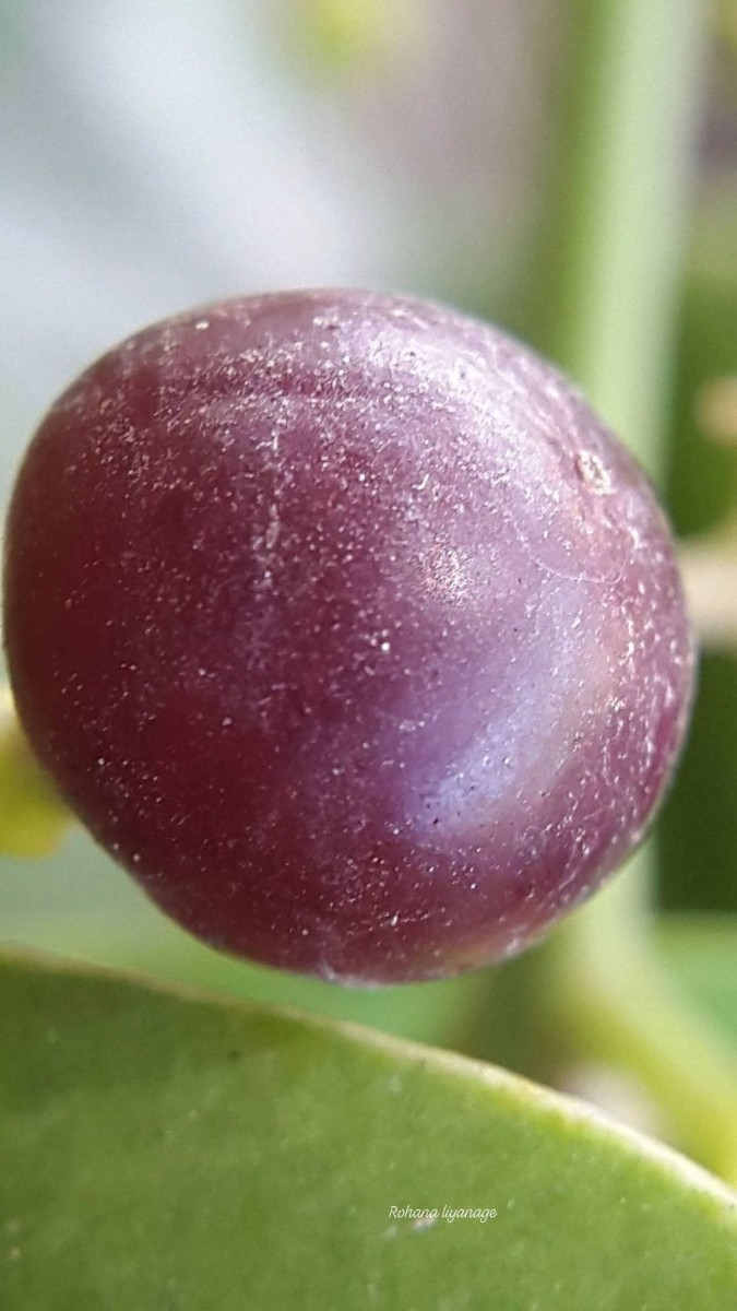 Salvadora persica L.