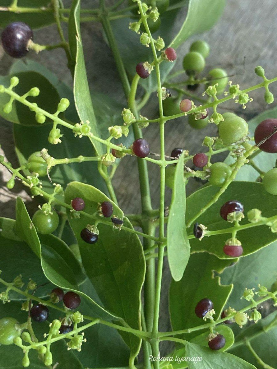 Salvadora persica L.