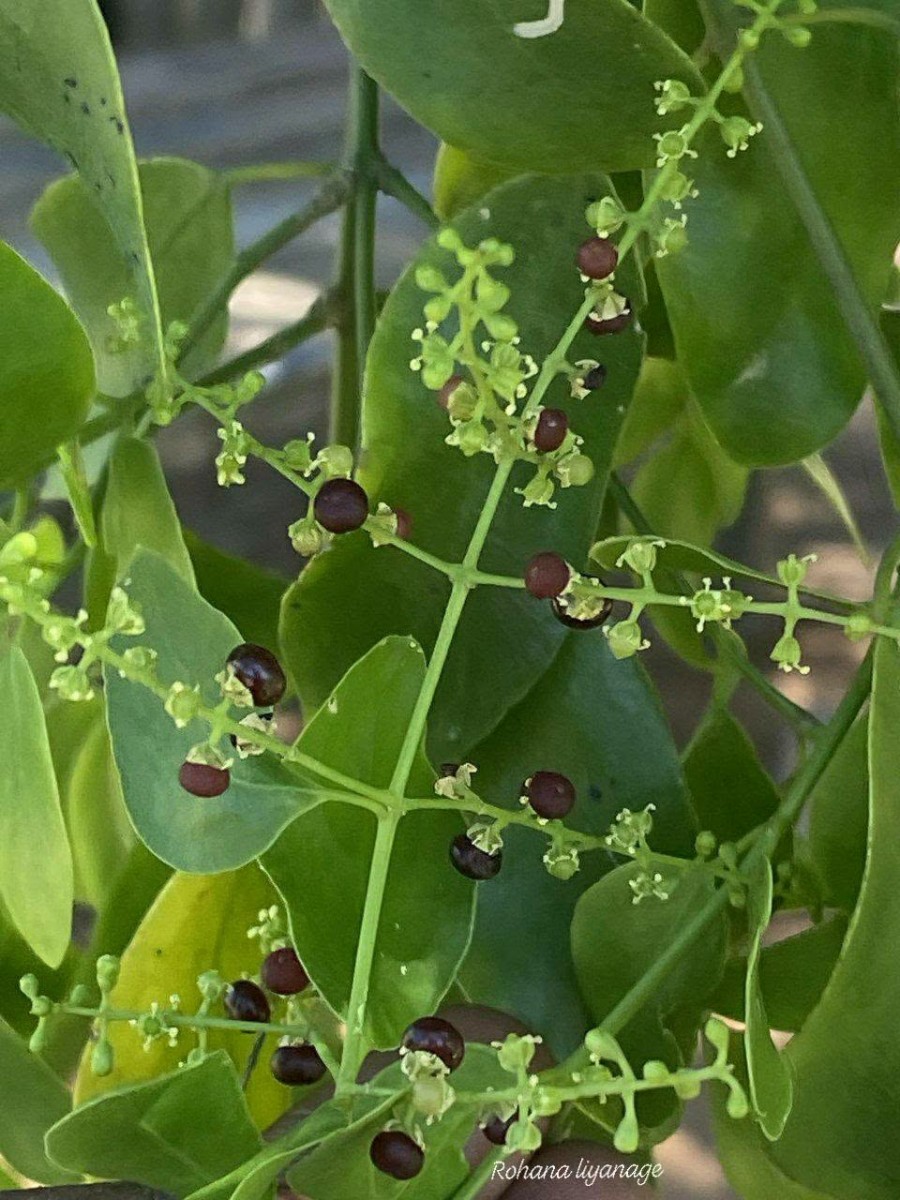 Salvadora persica L.