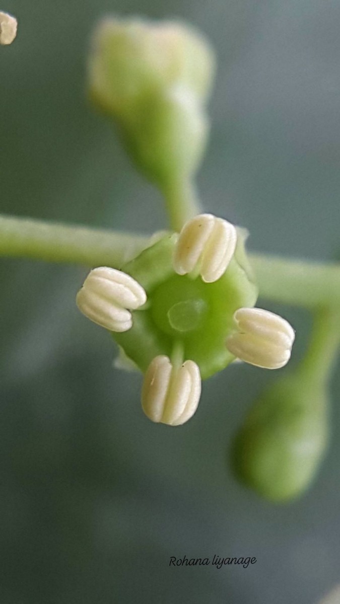 Salvadora persica L.