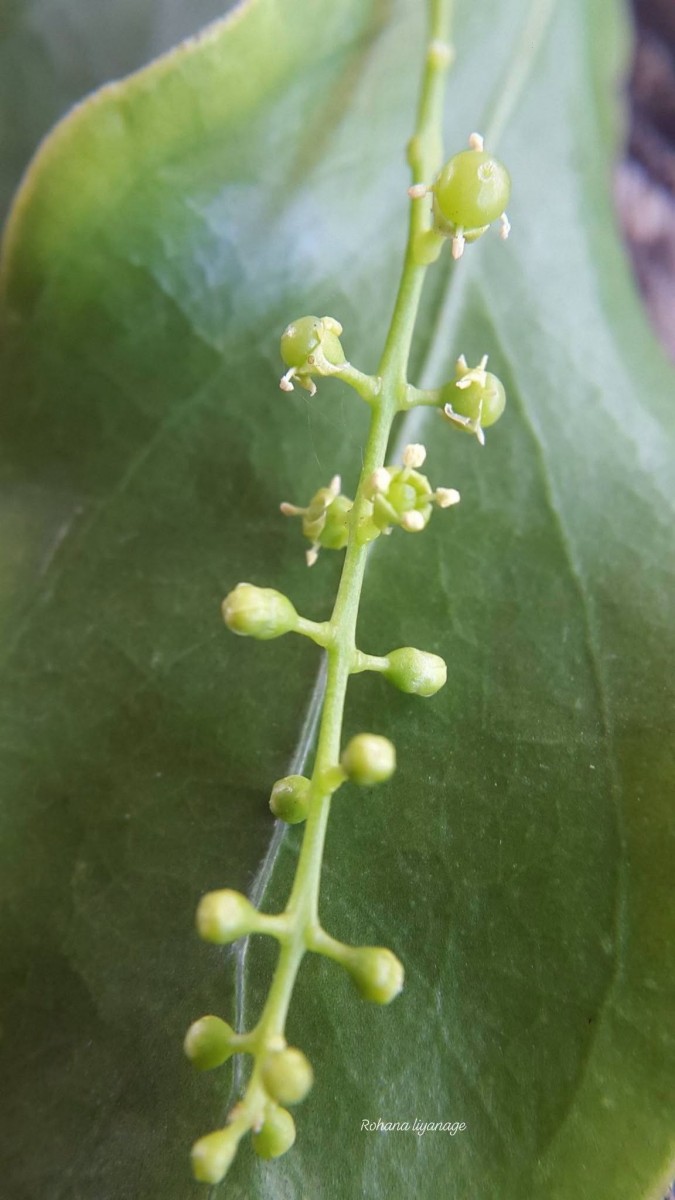 Salvadora persica L.
