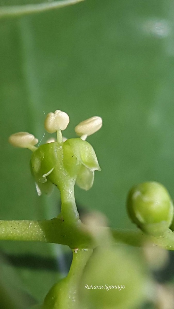 Salvadora persica L.