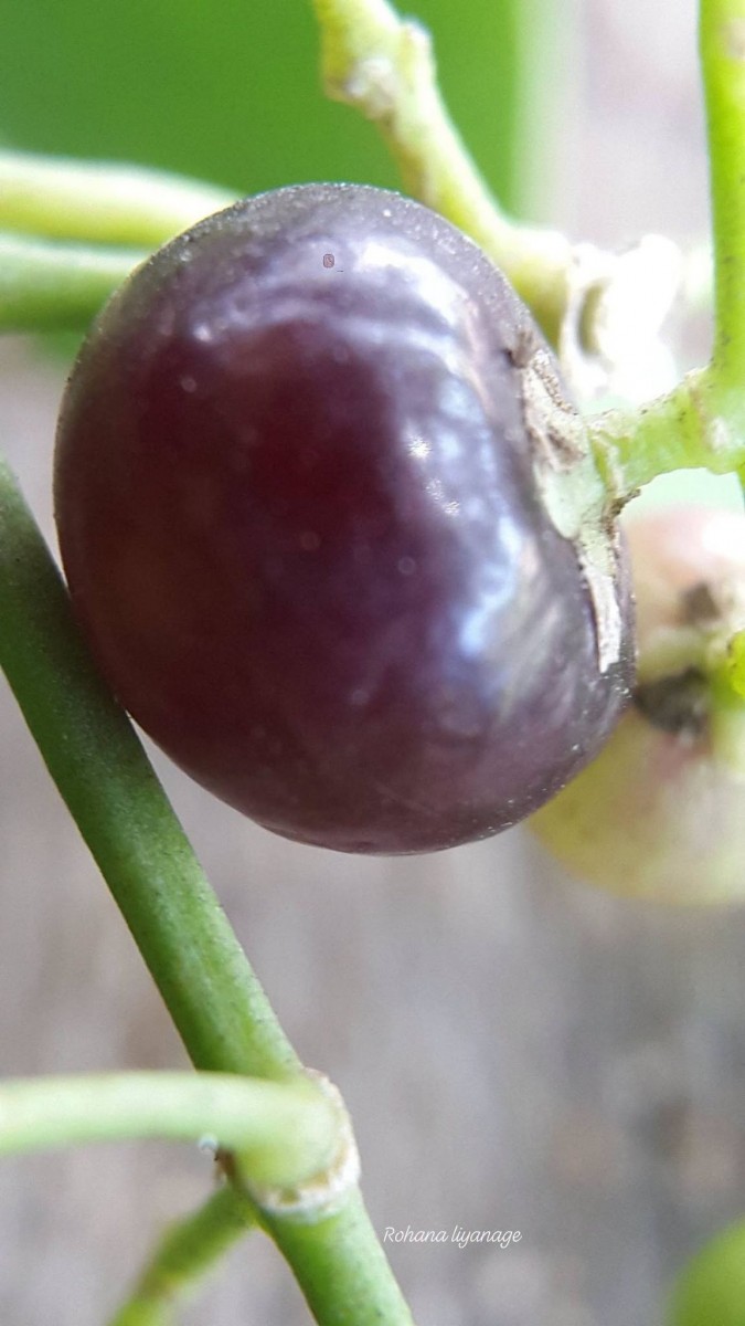 Salvadora persica L.