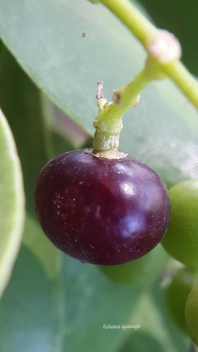 Salvadora persica L.