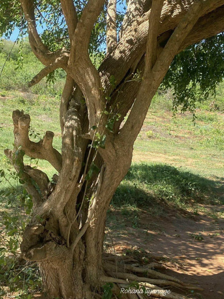 Salvadora persica L.