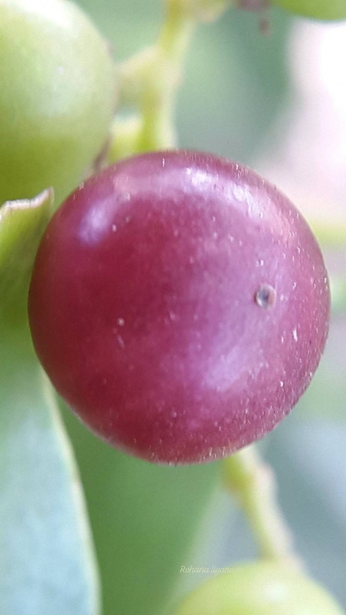 Salvadora persica L.