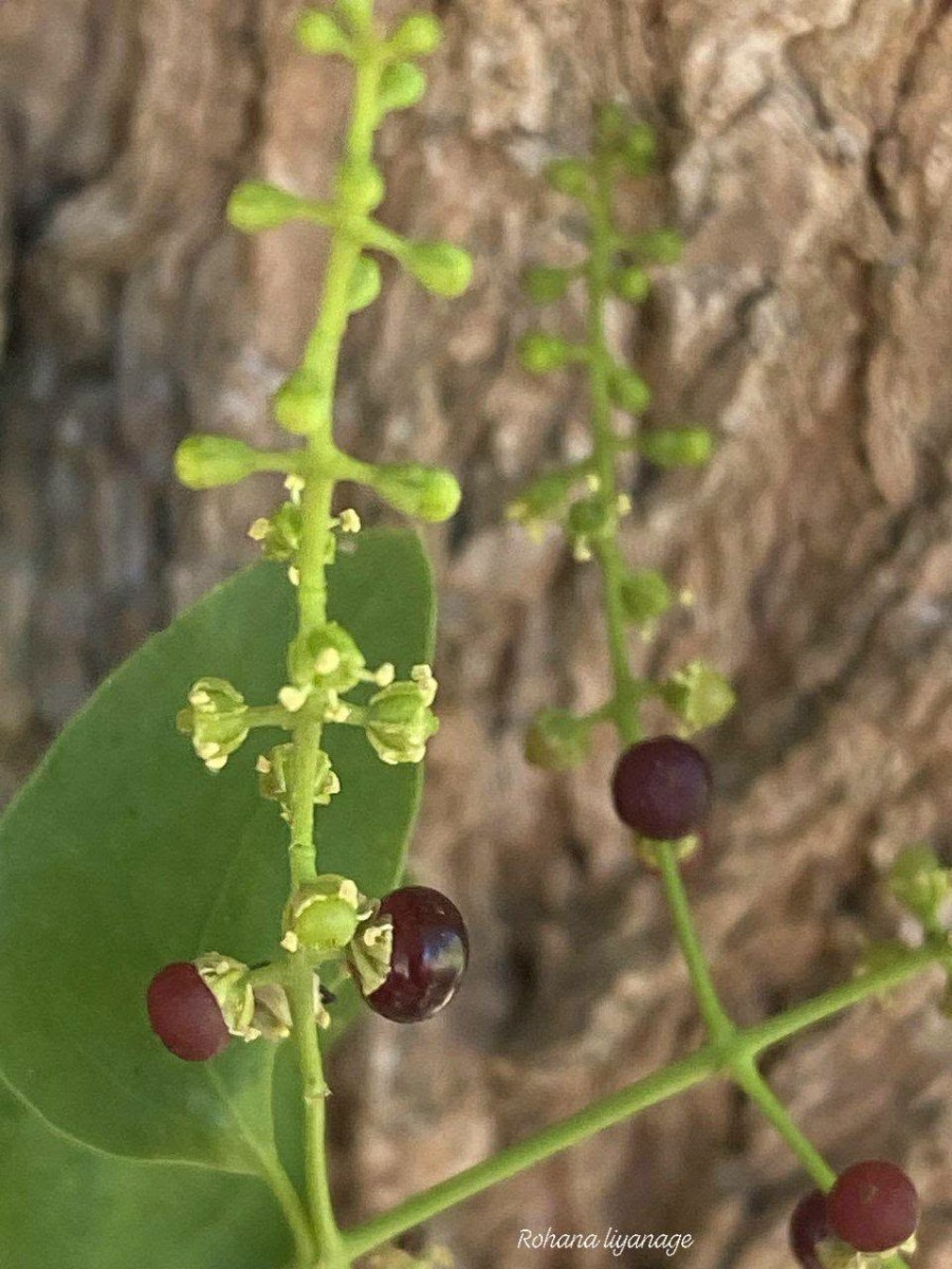 Salvadora persica L.
