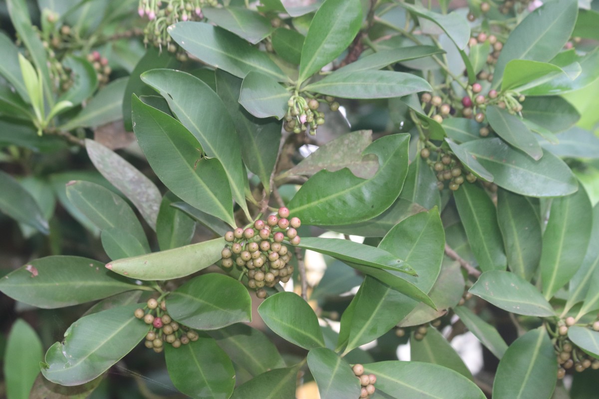 Ardisia elliptica Thunb.