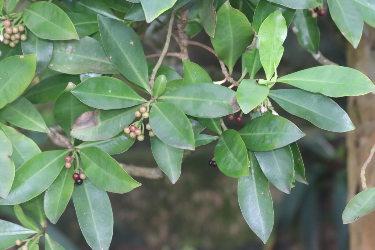 Ardisia elliptica Thunb.