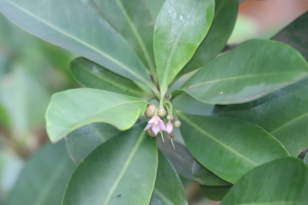 Ardisia elliptica Thunb.