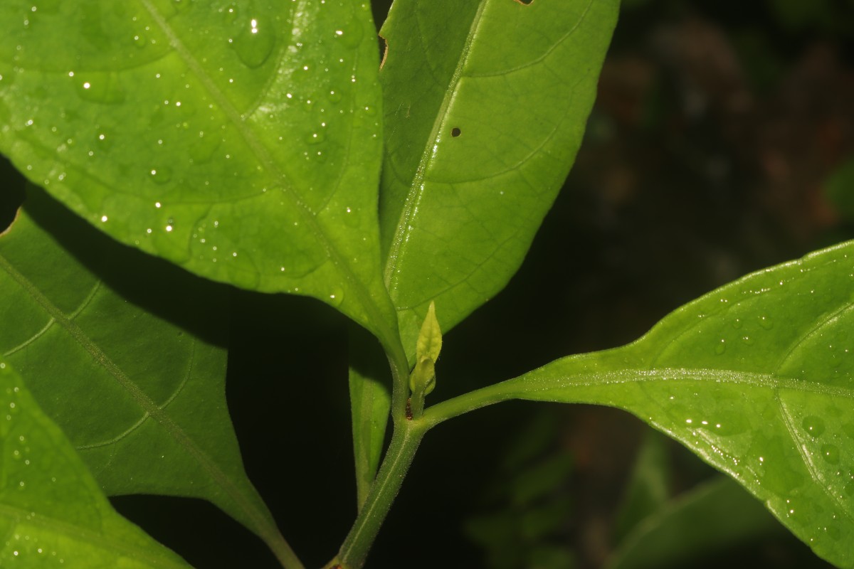 Ecbolium ligustrinum (Vahl) Vollesen