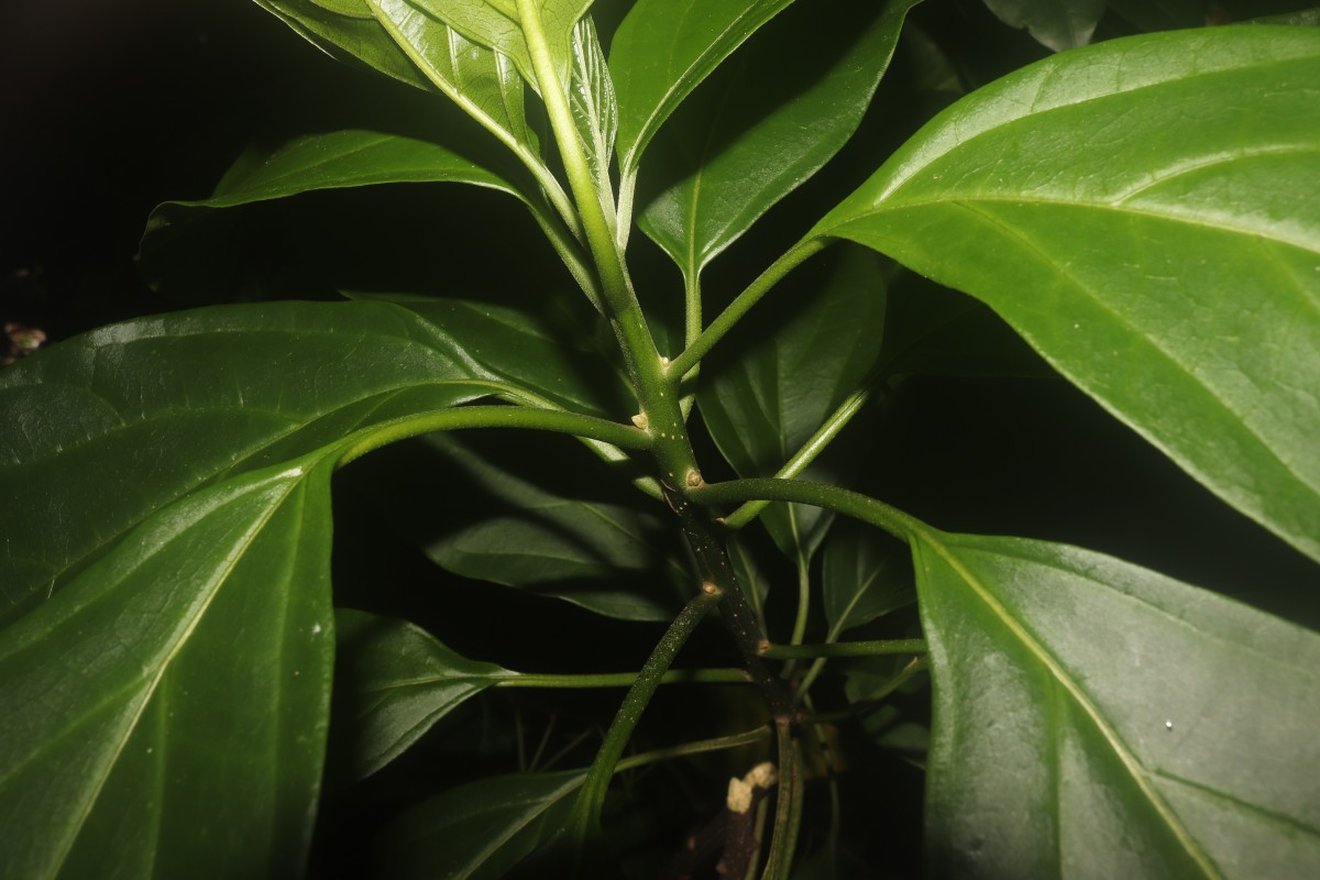 Mappia nimmoniana (J.Graham) Byng & Stull