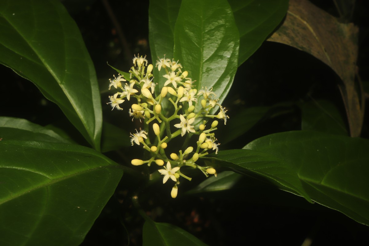 Mappia nimmoniana (J.Graham) Byng & Stull