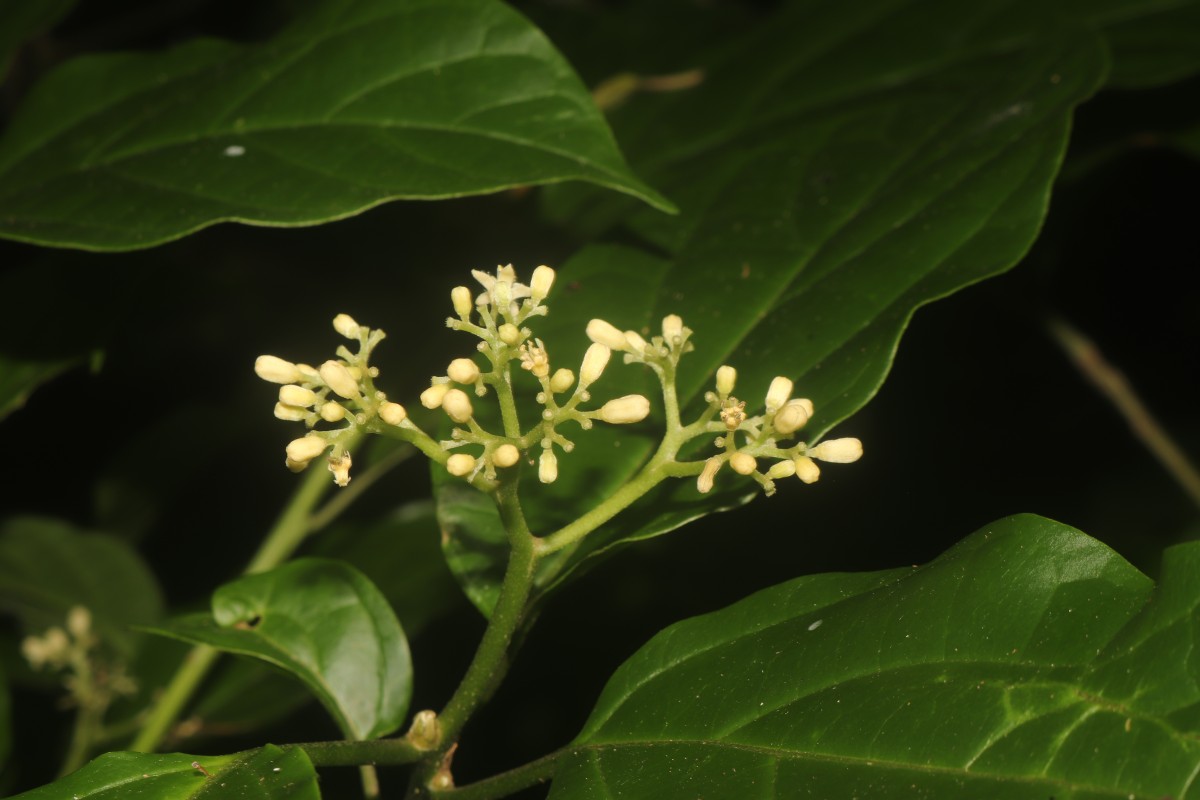 Mappia nimmoniana (J.Graham) Byng & Stull