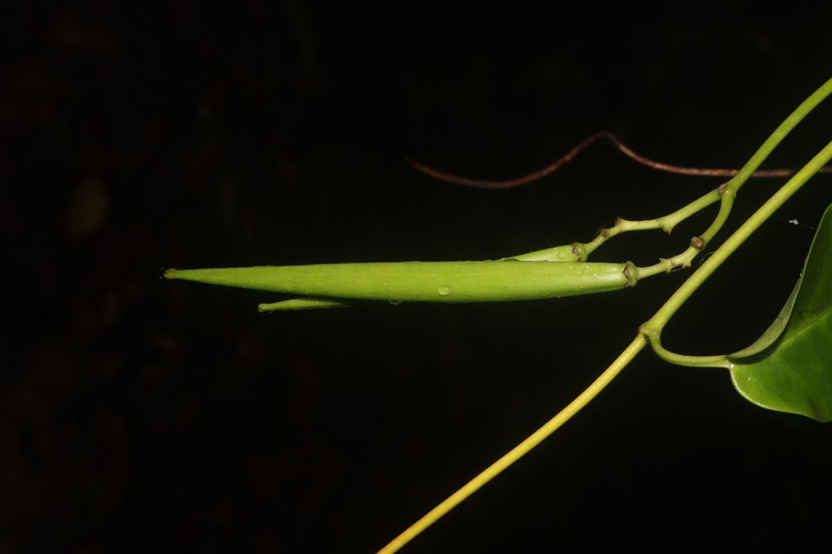 Parsonsia alboflavescens (Dennst.) Mabb.