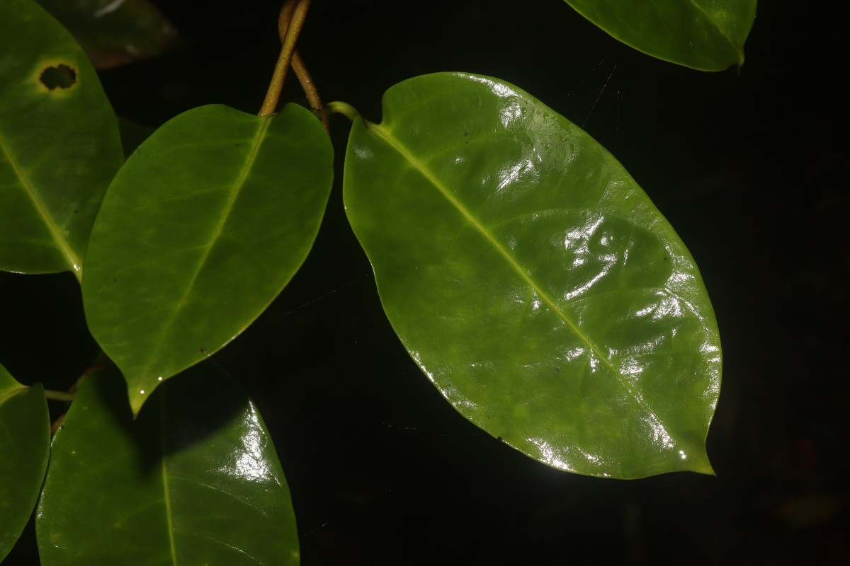 Parsonsia alboflavescens (Dennst.) Mabb.
