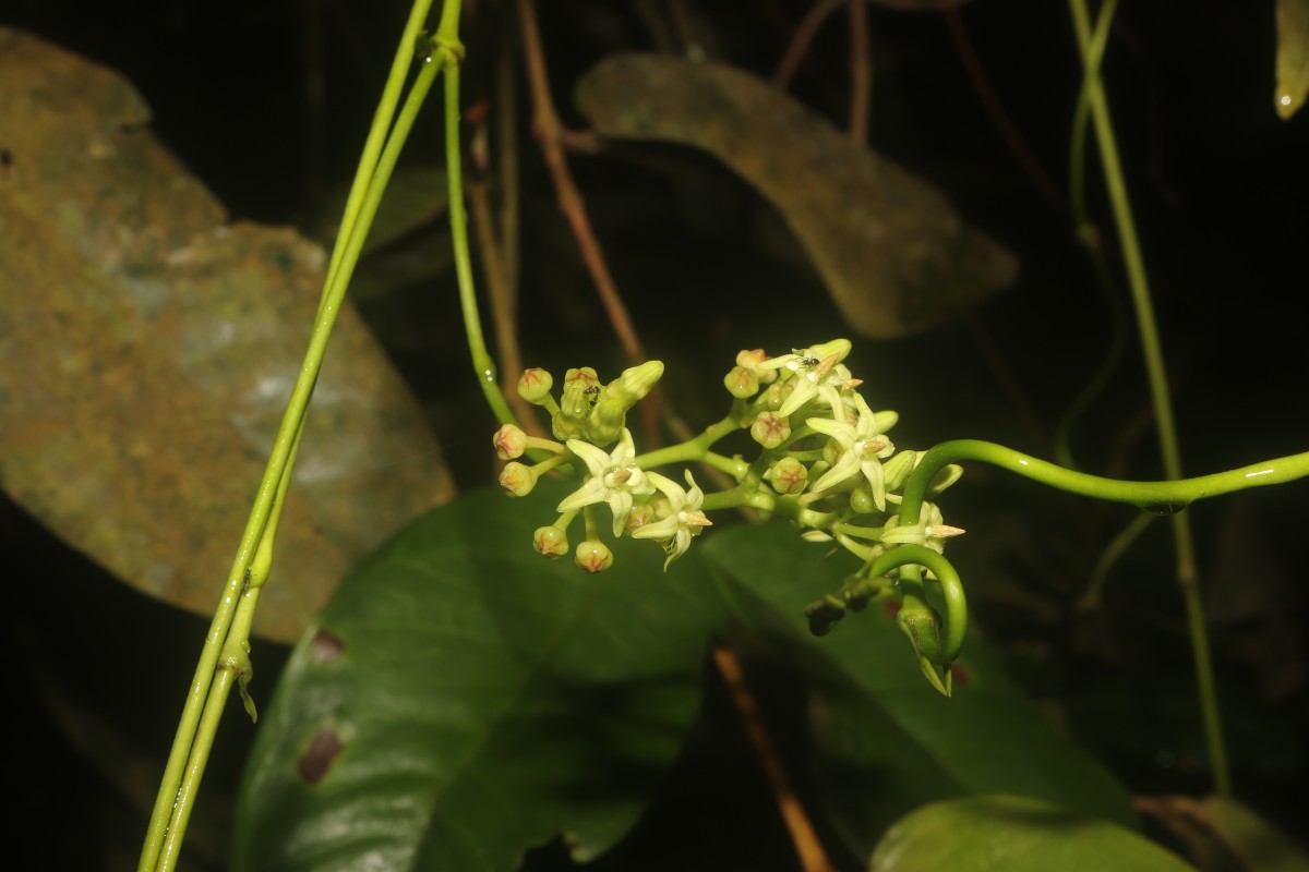 Parsonsia alboflavescens (Dennst.) Mabb.