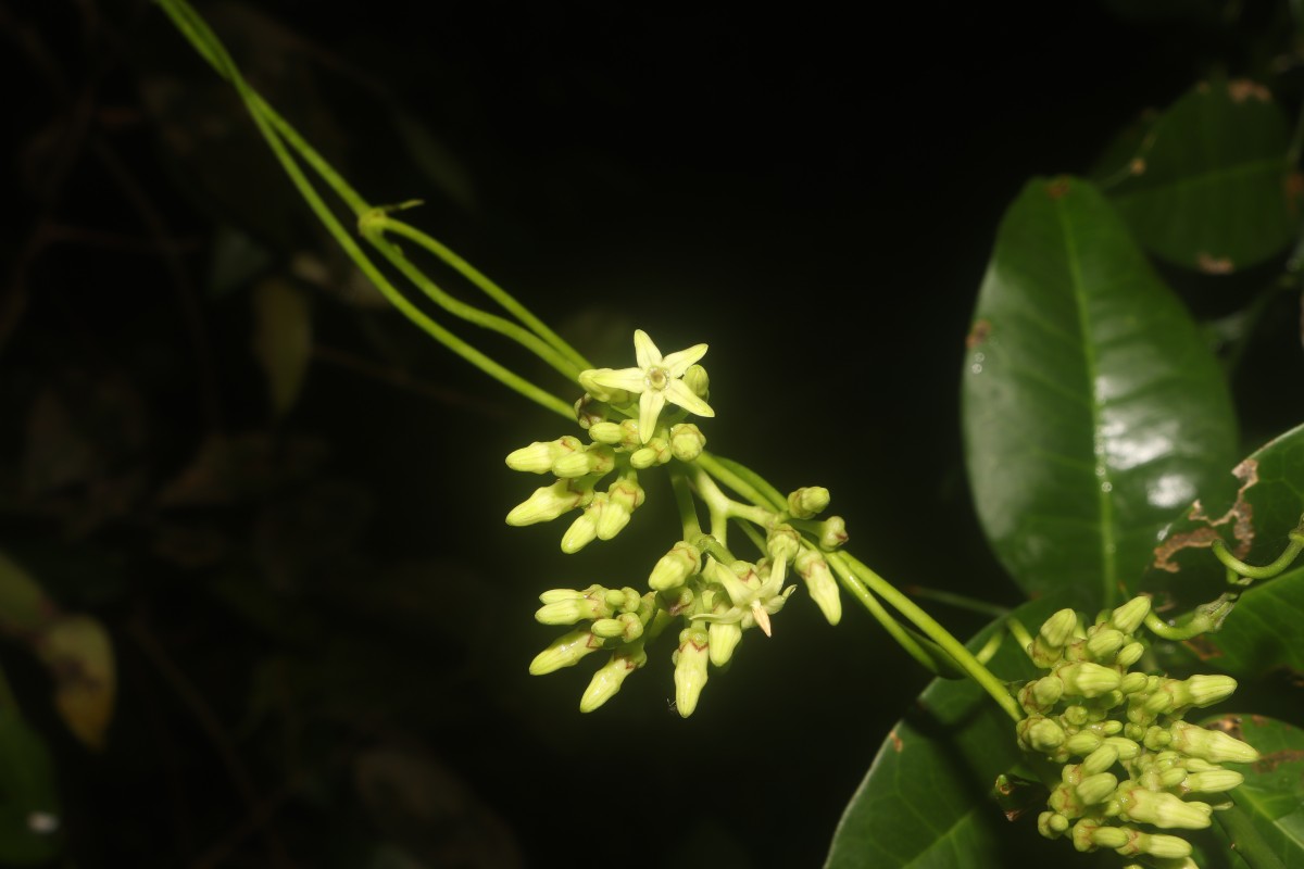 Parsonsia alboflavescens (Dennst.) Mabb.