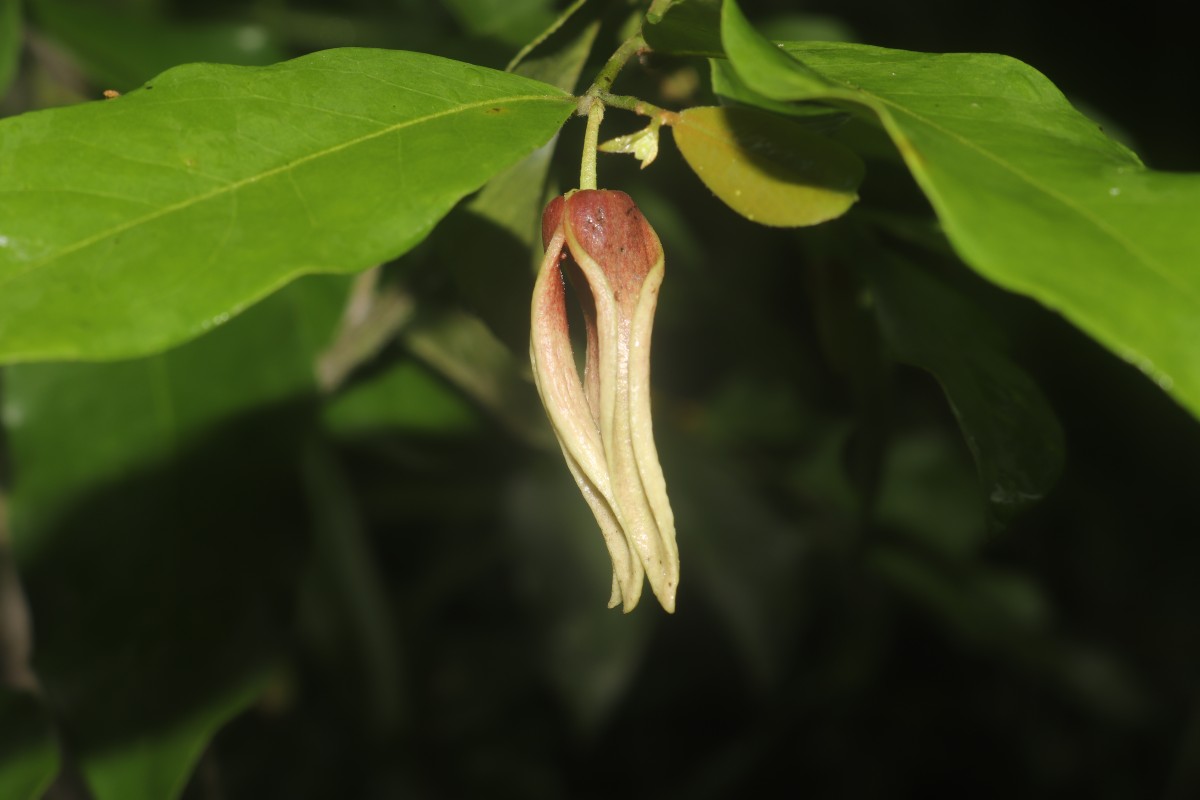 Miliusa zeylanica Gardner ex Hook.f. & Thomson