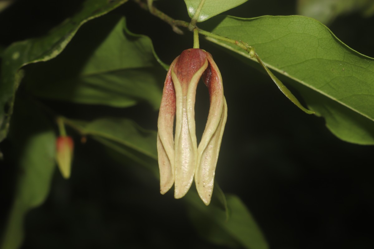 Miliusa zeylanica Gardner ex Hook.f. & Thomson