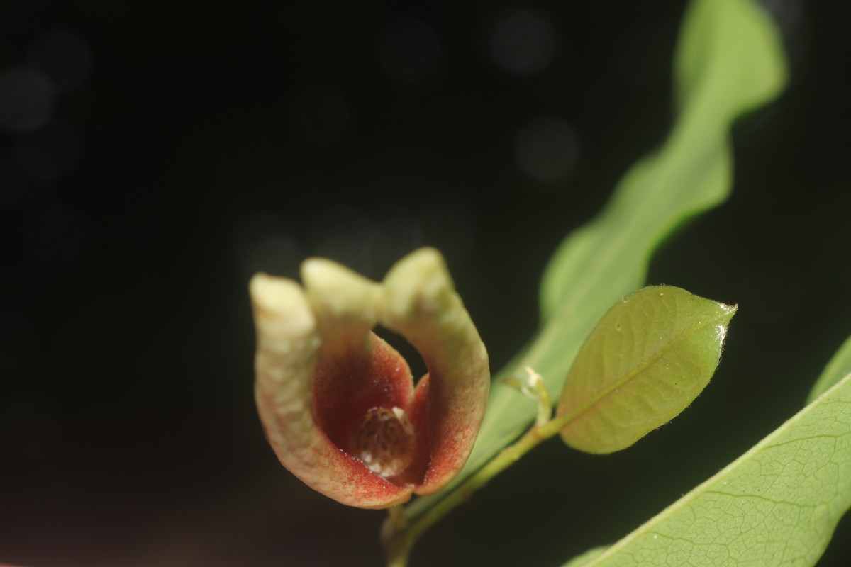 Miliusa zeylanica Gardner ex Hook.f. & Thomson
