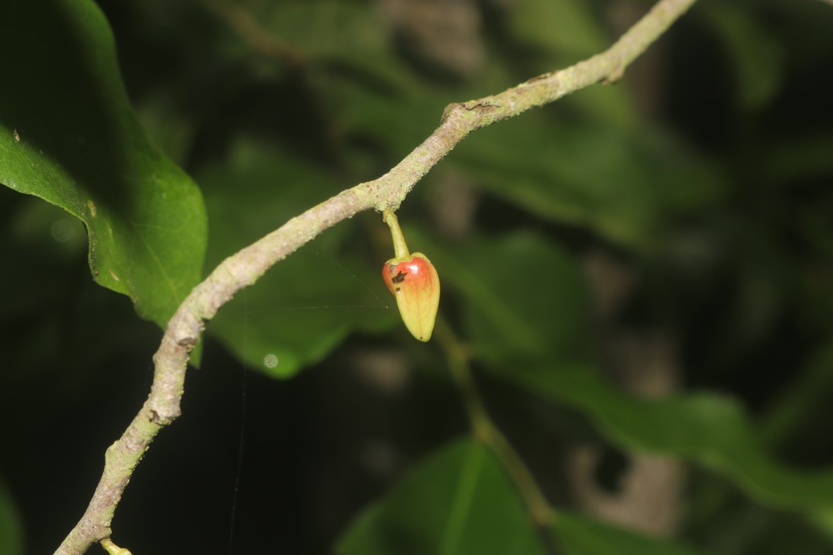Miliusa zeylanica Gardner ex Hook.f. & Thomson