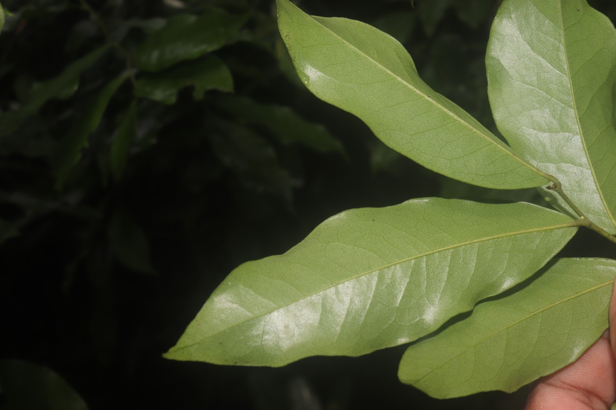 Miliusa zeylanica Gardner ex Hook.f. & Thomson