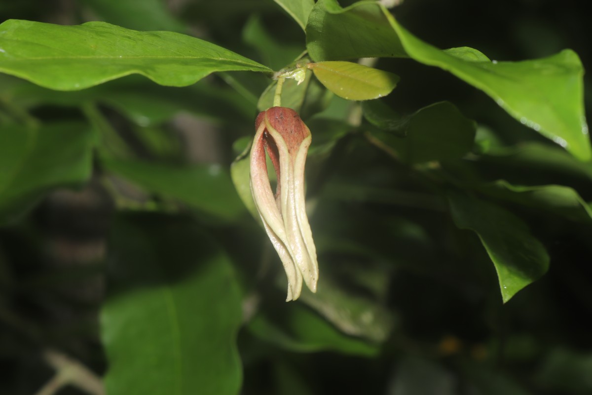 Miliusa zeylanica Gardner ex Hook.f. & Thomson