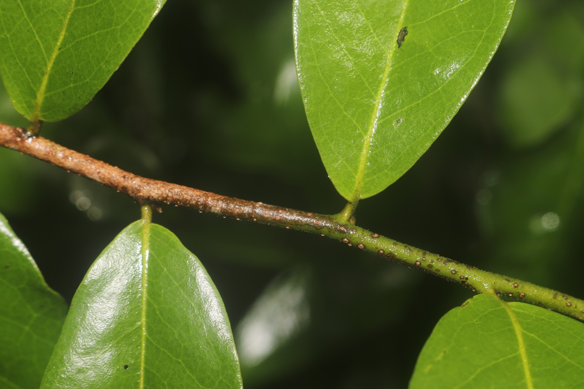 Miliusa zeylanica Gardner ex Hook.f. & Thomson