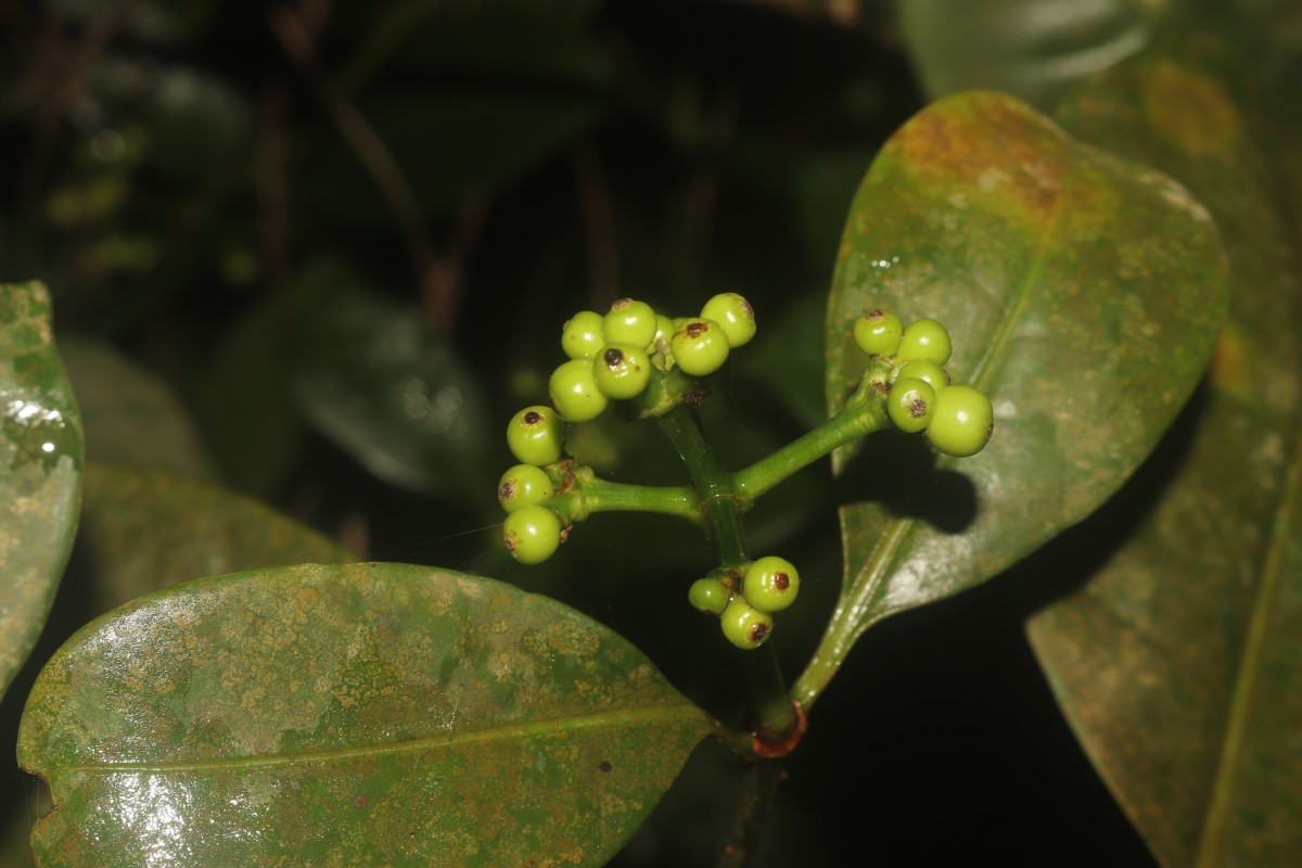 Psychotria nigra var. nigra