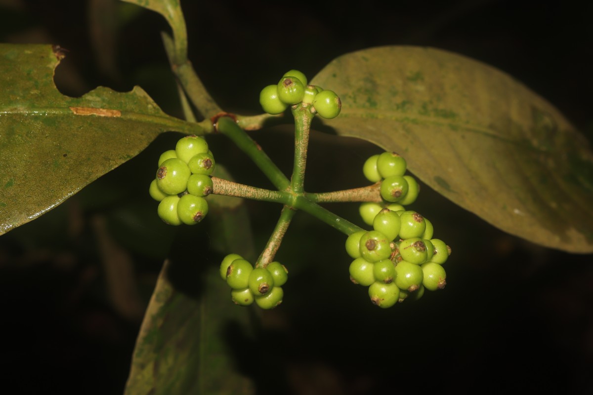Psychotria nigra var. nigra