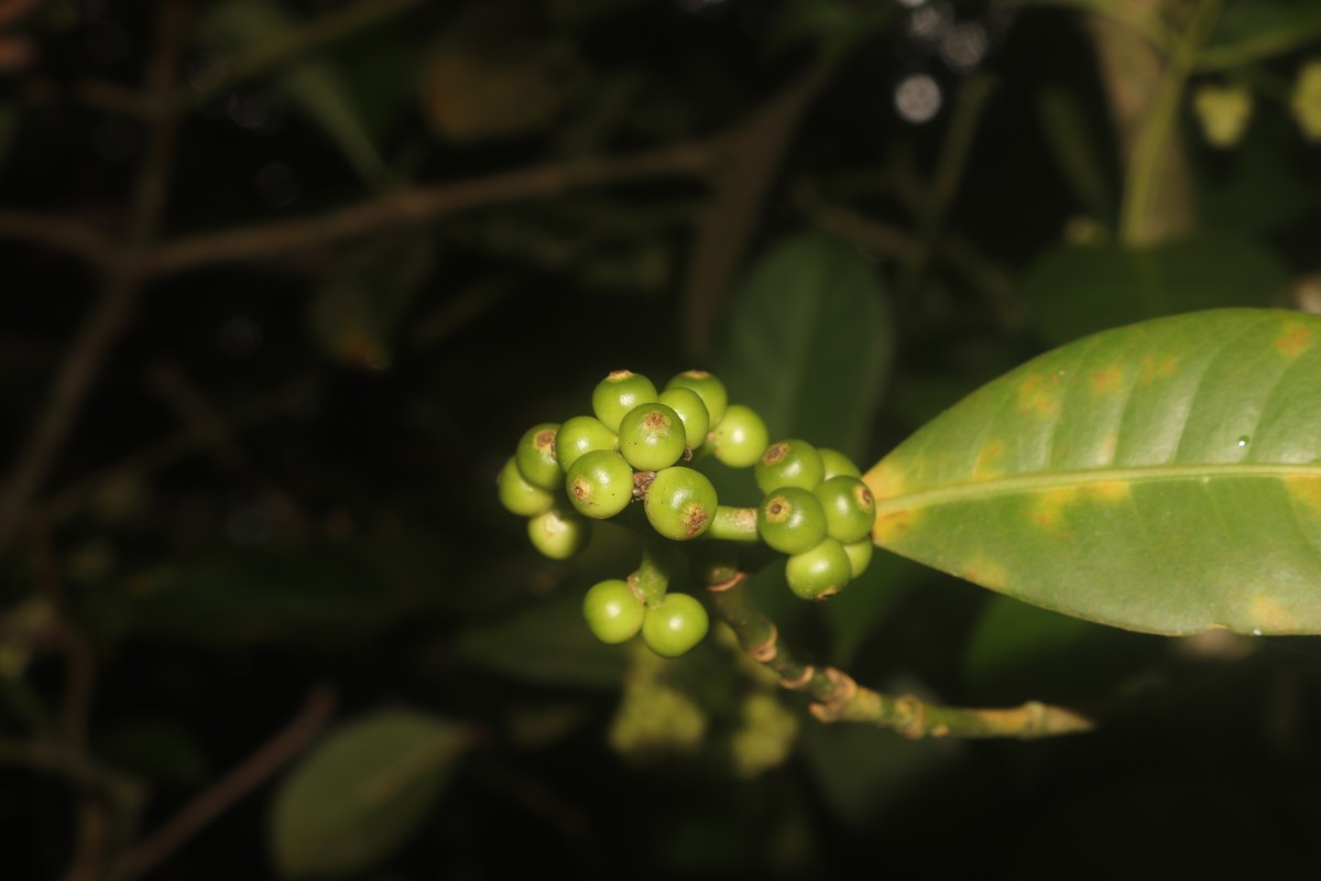 Psychotria nigra var. nigra