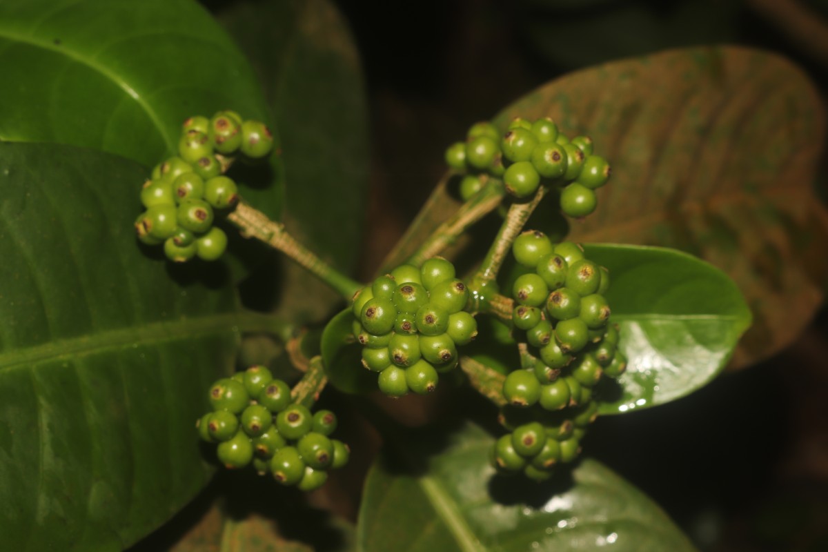 Psychotria nigra var. nigra