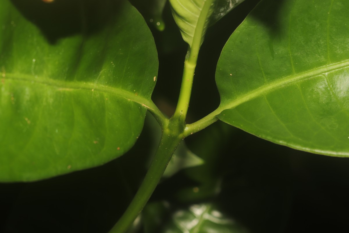 Psychotria nigra var. nigra