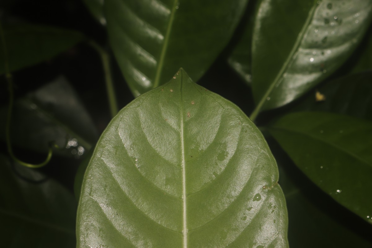 Psychotria nigra var. nigra