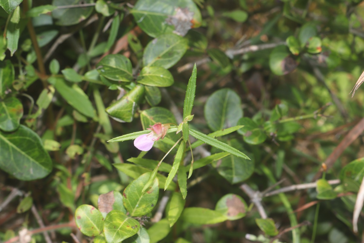 Impatiens oppositifolia L.