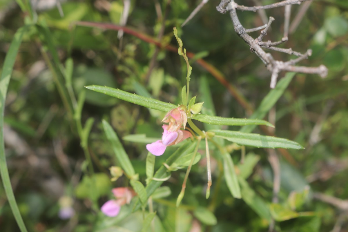 Impatiens oppositifolia L.