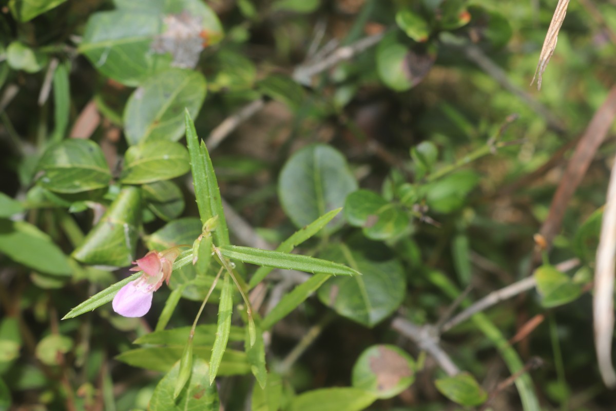Impatiens oppositifolia L.