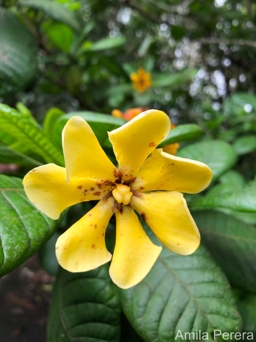 Gardenia crameri Tirveng.