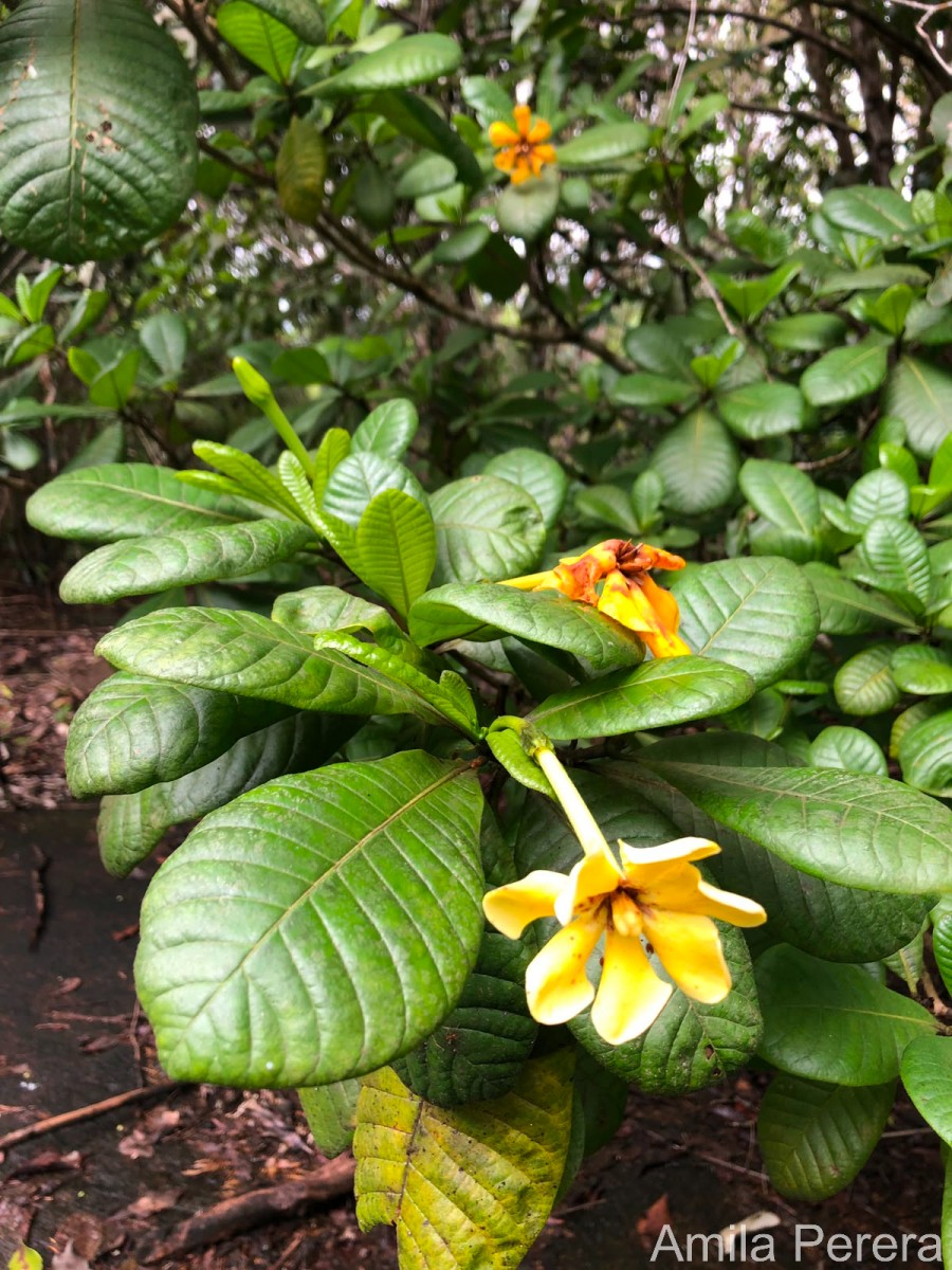 Gardenia crameri Tirveng.